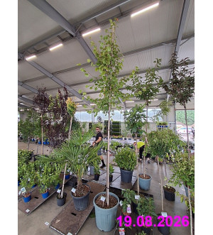 Tilia cordata C 55 L